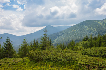 Mountain landscape. A view of the mountains and coniferous forests against the background of beautiful clouds 