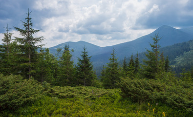 Mountain landscape. Mountain coniferous forest against the background of blue mountains and beautiful clouds