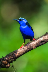 Obraz premium Shining Honeycreeper, Cyanerpes lucidus, exotic tropical blue bird with yellow legs from Costa Rica. Blue songbird in the nature habitat. Tanager from South America