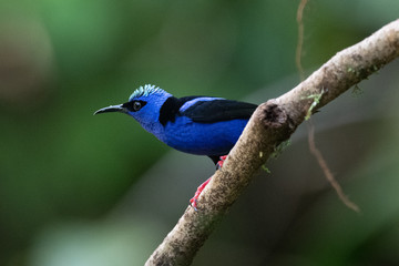 Shining Honeycreeper, Cyanerpes lucidus, exotic tropical blue bird with yellow legs from Costa Rica. Blue songbird in the nature habitat. Tanager from South America