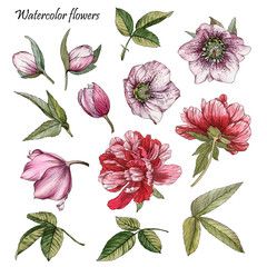 Flowers set of watercolor peonies, hellebore and leaves in sketch style