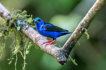 Obraz premium Shining Honeycreeper, Cyanerpes lucidus, exotic tropical blue bird with yellow legs from Costa Rica. Blue songbird in the nature habitat. Tanager from South America
