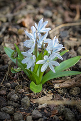 Scilla mischtschenkoana