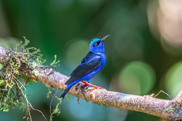 Shining Honeycreeper, Cyanerpes lucidus, exotic tropical blue bird with yellow legs from Costa Rica. Blue songbird in the nature habitat. Tanager from South America