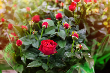 Blossoming of red roses, in the open air in sunny day.