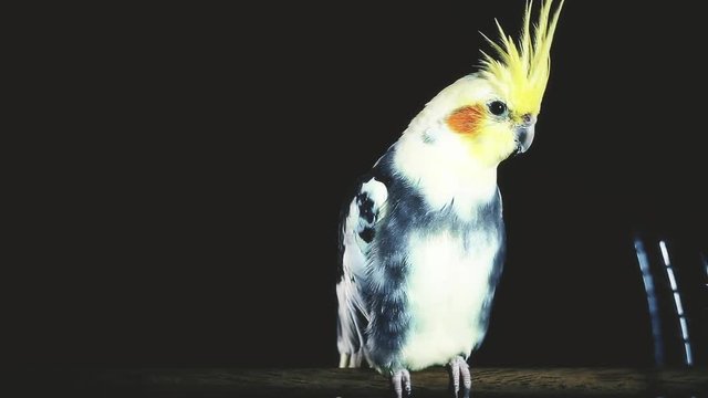 Cockatiel take a poop. Static long shot of cute domestic bird in focus while looking into camera.
