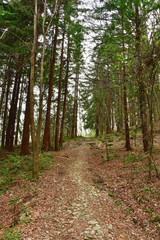 Fototapeta premium Rural road between forest trees. High pines.