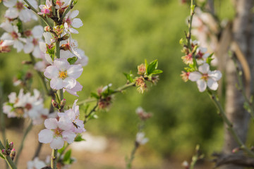 Almond tree flowers bloom background.