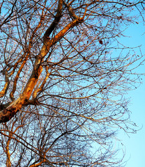 Trees in autumn in the forest park garden