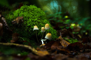 Naklejka premium Pilze allein im Wald