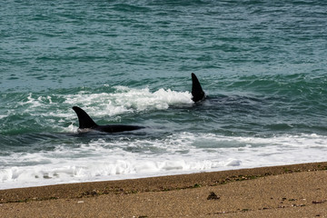Fototapeta premium Orcas hunting sea lions, Patagonia , Argentina