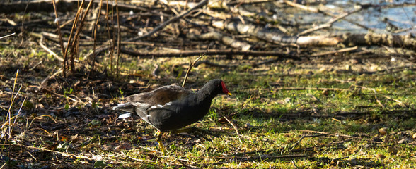 OLYMPUS DIGITAL CAMERA - DUCKS ON THE POND
