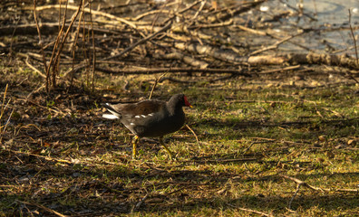 OLYMPUS DIGITAL CAMERA - DUCKS ON THE POND