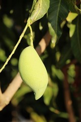 Fresh mango fruit on tree with nature.