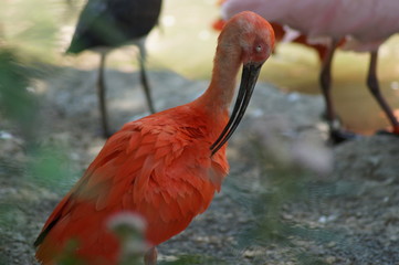 Naklejka premium alles