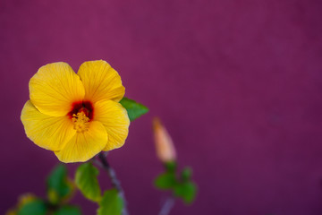 Fototapeta premium Vibrant Yellow Hibiscus in a Tropical Garden With Magenta Wall in the Background