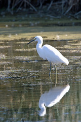 Snowy Egret Egretta thula Bear River refuge Utah 