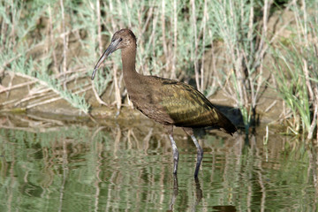 White-faced ibis  Bear River refuge Utah 