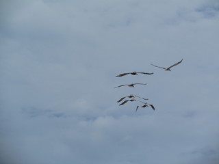 Aves en grupo
