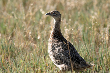 Female Ring-necked Pheasant Bear River Wildlife Refuge Utah 