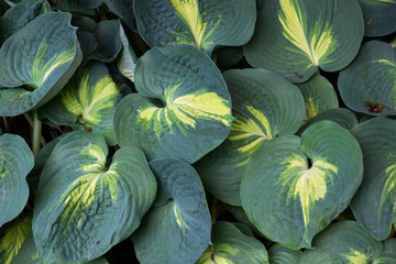 Fototapeta na wymiar Background texture of hosta leaves