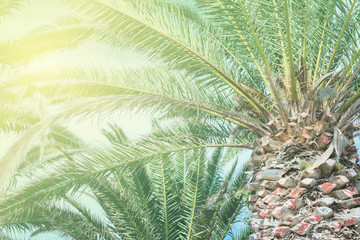 Toned photos of the palm trees, light green blue yellow, selective focus