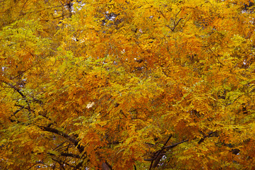 yellow autumn leaves
