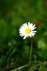 gänseblümchen © Hubert