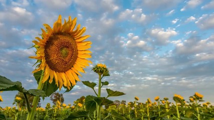 4k time lapse video of flowering sunflowers in a cloudy sunset - with vertical sliding effect - Powered by Adobe