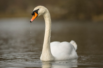 Fototapeta premium Höckerschwan