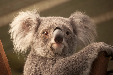Naklejka premium Koala d'Australie, animal marsupial protégé, accroché à une branche, au regard doux et appeuré.