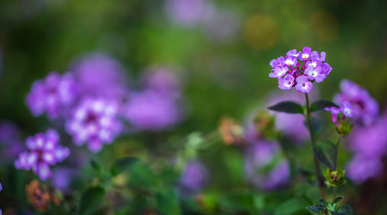 Obraz premium Lantana camara purple flowers background.