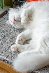 white cat is sleeping on the table