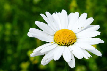 Obraz premium Macro photo and portrait of a single Daisy flower.