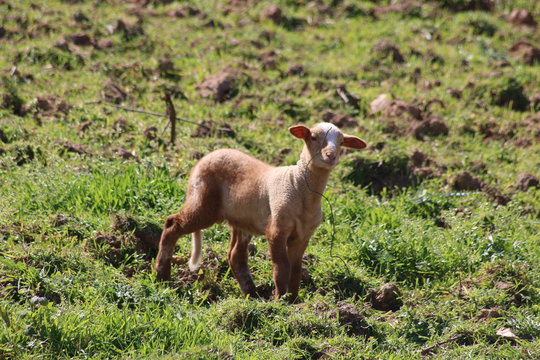 Bezerros, ovelhinhas bebés, Portugal