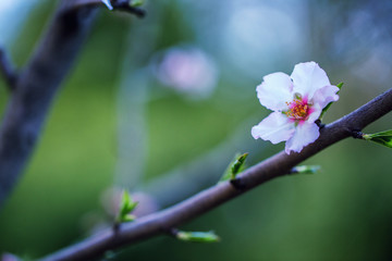 Almond tree flowers bloom background.
