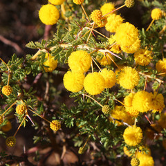 Yellow ball-shaped blossoms  of prickly moses (Acacia pulchella) endemic to Western Australia