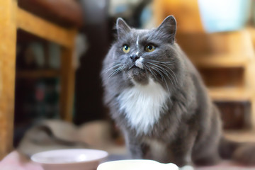 gray cat drinking milk