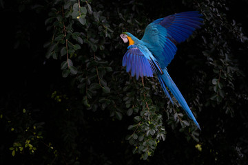africa macaw on the tree