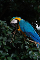 africa macaw on the tree