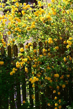 forsythien