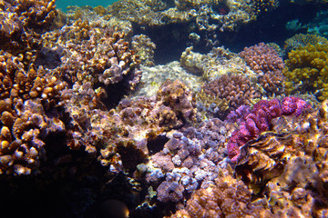 coral reef in the Red Sea