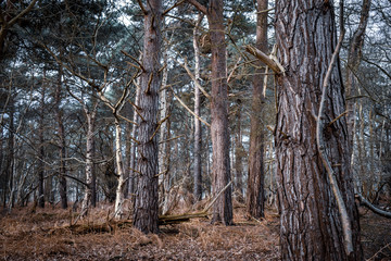 Captains wood, Woodbridge, Suffolk, England, UK