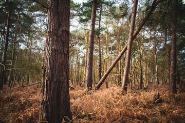 Captains wood, Woodbridge, Suffolk, England, UK