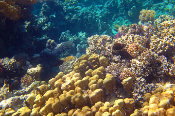 coral reef in the Red Sea