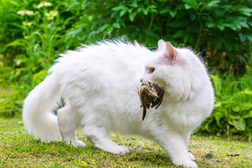 White cat caught a bird