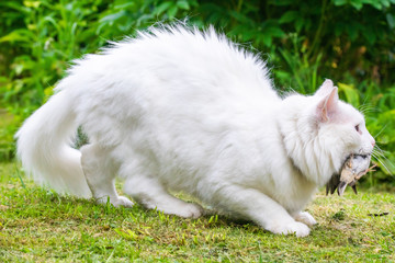 Fototapeta premium White cat caught a bird