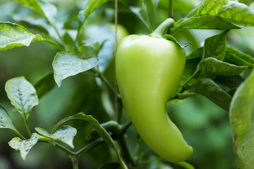 Sweet pepper on the branch. Greenhouse cultivation of vegetables. The vegetables grow on the green branch.