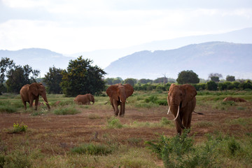 A lot of elephants are walking in the grassland of Kenya