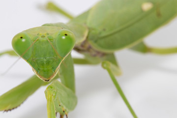closeup Mantis Isolated on white background.